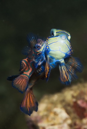 Mating mandarin fish at the Twilight Zone Mating mandarin fish are a regular feature of the Twilight Zone