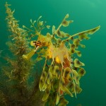 SA_10_Dec_D03_032_crop_small Leafy Sea Dragon