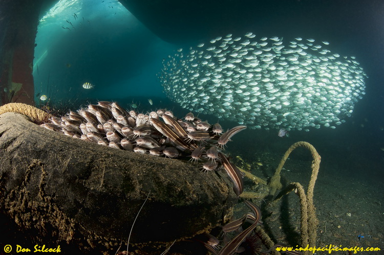 Prowling Catfish underwater at the Twilight Zone Schooling catfish underwater at the Twilight Zone