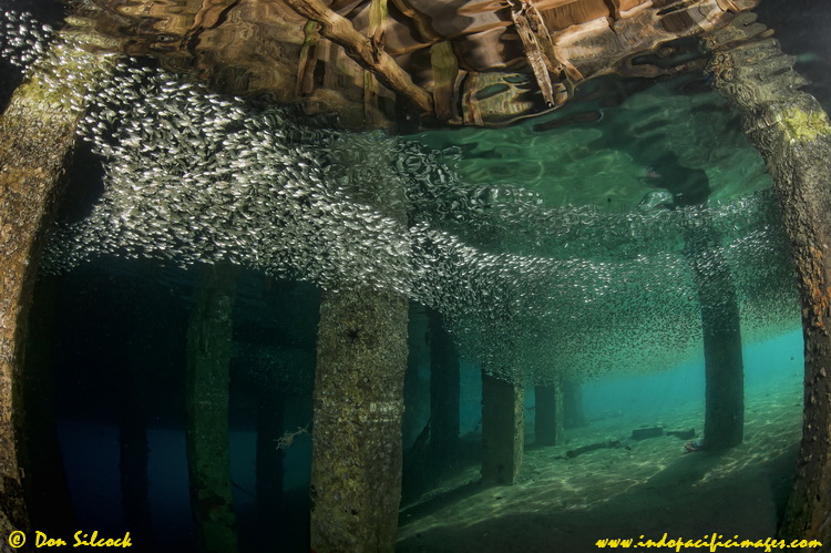 Schooling silversides streaming under the jetty at the Twilight Zone's The Twilight Zone's streaming silversides