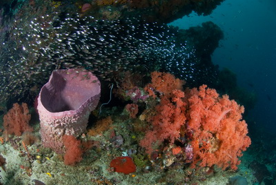 Vibrant reef at Gili Mimpang near Amuk Bay in east Bali Gili Mimpang near Amuk Bay in east Bali