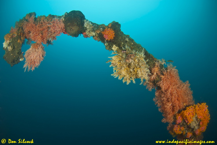 Coral encrusted lifeboat davit on the wreck of the Duke of Sparta