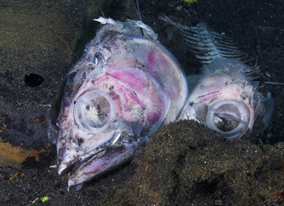 Underwater carcasses at the Twilight Zone in Ambon Underwater at the Twilight Zone in Ambon