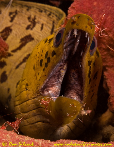 Fimbriated Moray Eel on the wreck of the Duke of Sparta Fimbriated Moray Eel