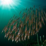PNG_09_Tufi_Feb_D11_040_small Razor Fish at Tufi Wharf