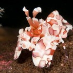 Harlequin shrimp at Seraya Secrets