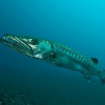 George the barracuda...