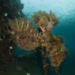 The Propellor on the Japanese Wreck