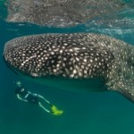 Tofo Whale Shark