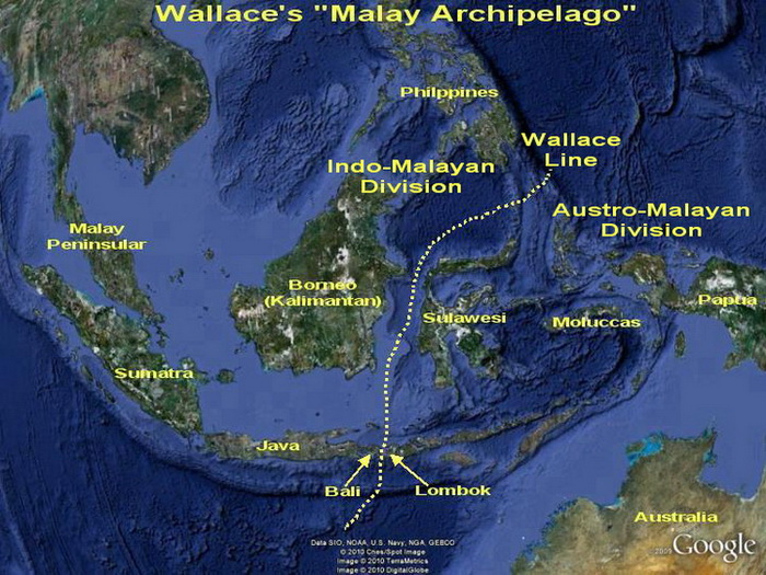 Malay Archipelago & the Wallace Line Map