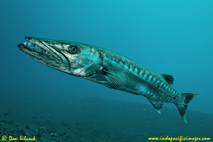 George - the giant barracuda on the Liberty Wreck at Tulamben in Bali George, the giant barracuda who has made his home on the Liberty Wreck at Tulamben in Bali