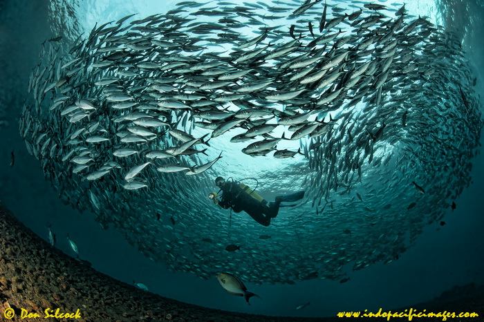 Fish Go Deep - How Do You Feel? Fish Go Deep - How Do You Feel?
