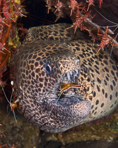Moray eel at Deep Secrets dive site at Seraya, near Tulamben in Bali Deep Secrets cleaning station moray eel