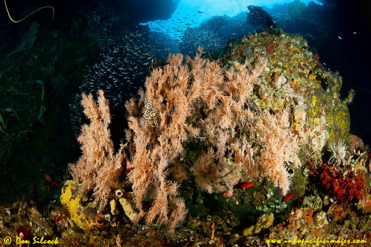 Ambon's Hukurila Cave