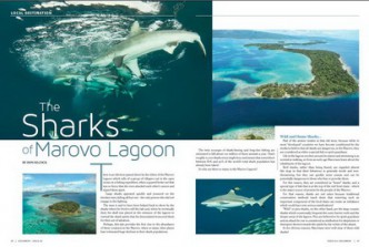 The Sharks of the Marovo Lagoon