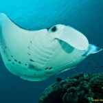 Manta Mantra in the Dampier Strait