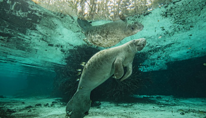 Manatee in the Three Sisters Spring