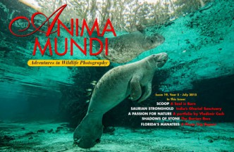 The Florida Manatee