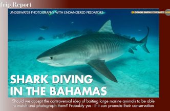 The Tiger Sharks of the Bahamas