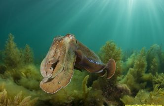 The Giant Australian Cuttlefish