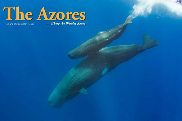 Azores Diving - Where the Whales Roam