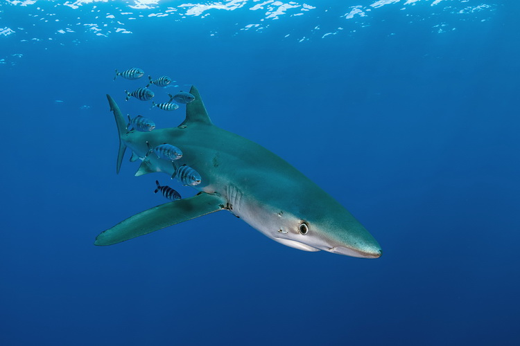 Azores Diving - Blue Shark Encounter