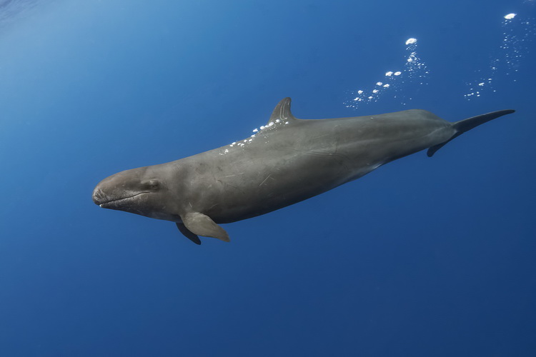 Azores Diving - False Killer Whale Encounter